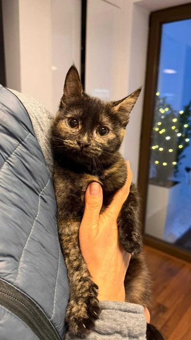 Pisica Calico de adoptat