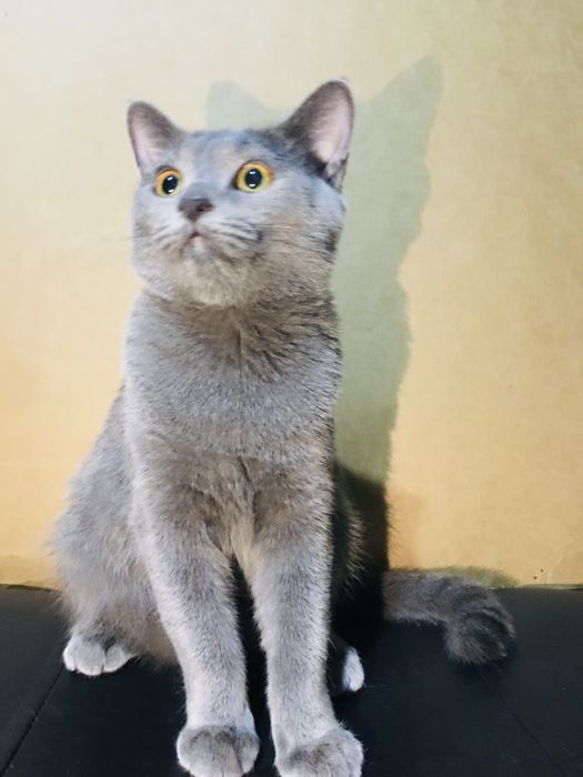 Продается кошки самка и самец