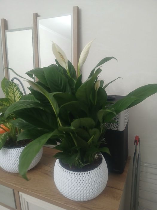 Цветы комнатные для дома и офиса