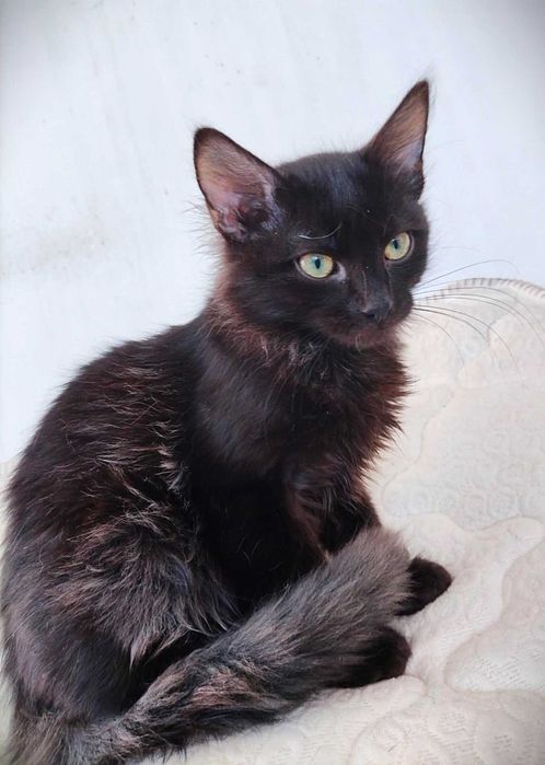 Таласъмчо търси любящи стопани и семейство