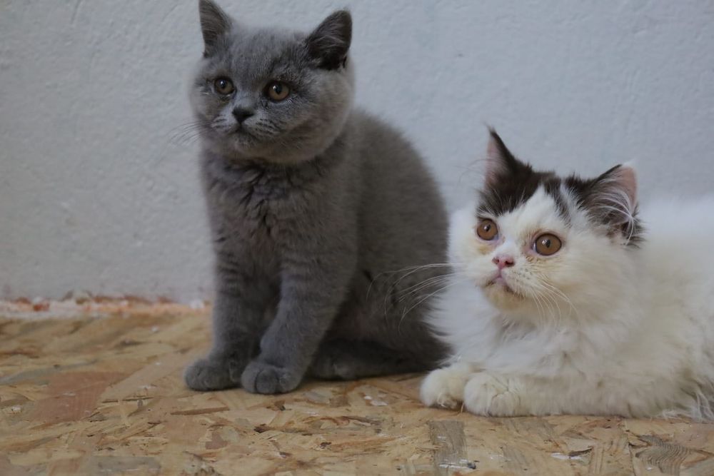 Britskorthaar kittens