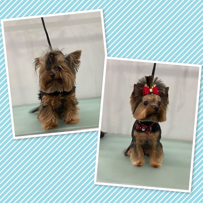 Стрижка (Груминг) собак и кошек