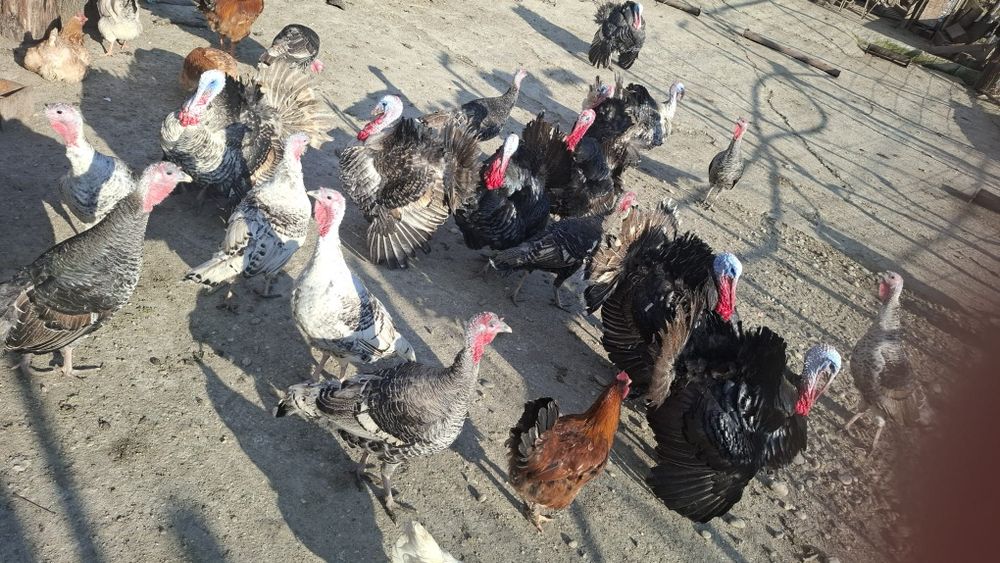 Curcani romanesti crescuti la curte.