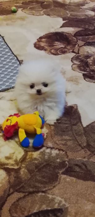 Миник  померашка