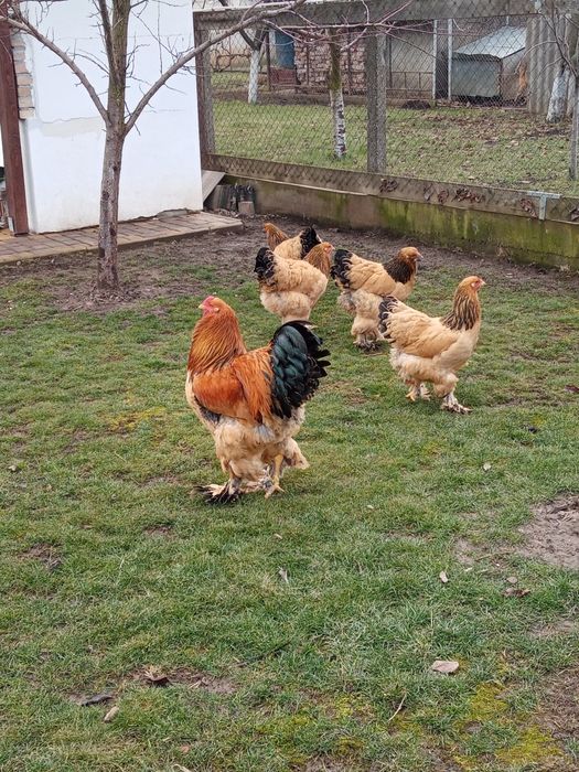 Vând ouă pentru incubat de brahma columbia pe negru