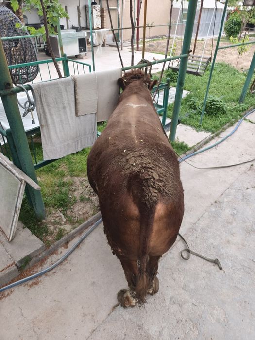 Продам быка сименталь