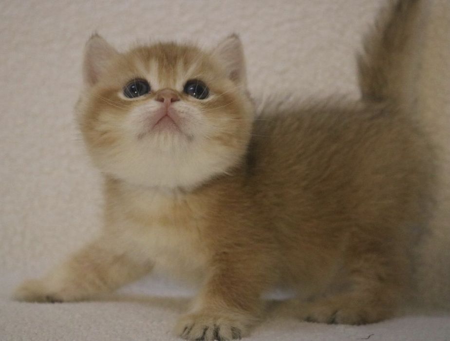 Британская золотая шиншилла