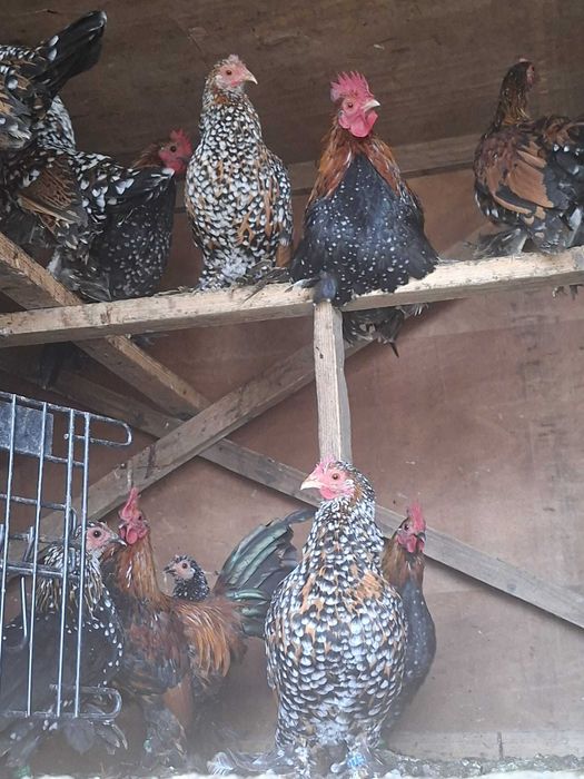 Mii de Flori Auriu Portelan