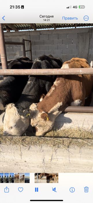 Сиыр сатылады 11 бас