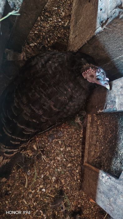 Срочна Продаю-Сотилади курка индюк тухумга отирипти