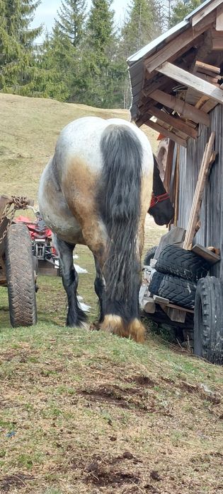 Vând manza de 3 ani