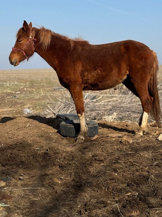 Жас байталдар кобыла