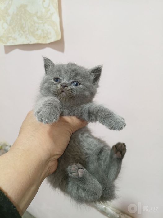 Зотдор мушуклар она болалар