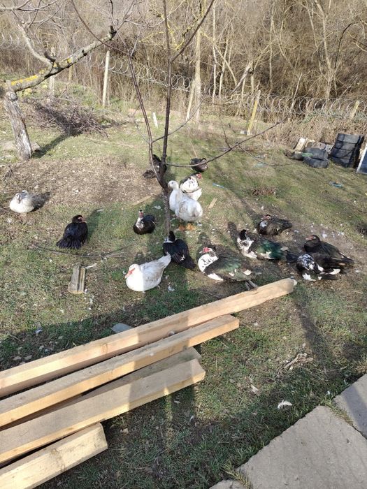 Неми патици мъжки и женски