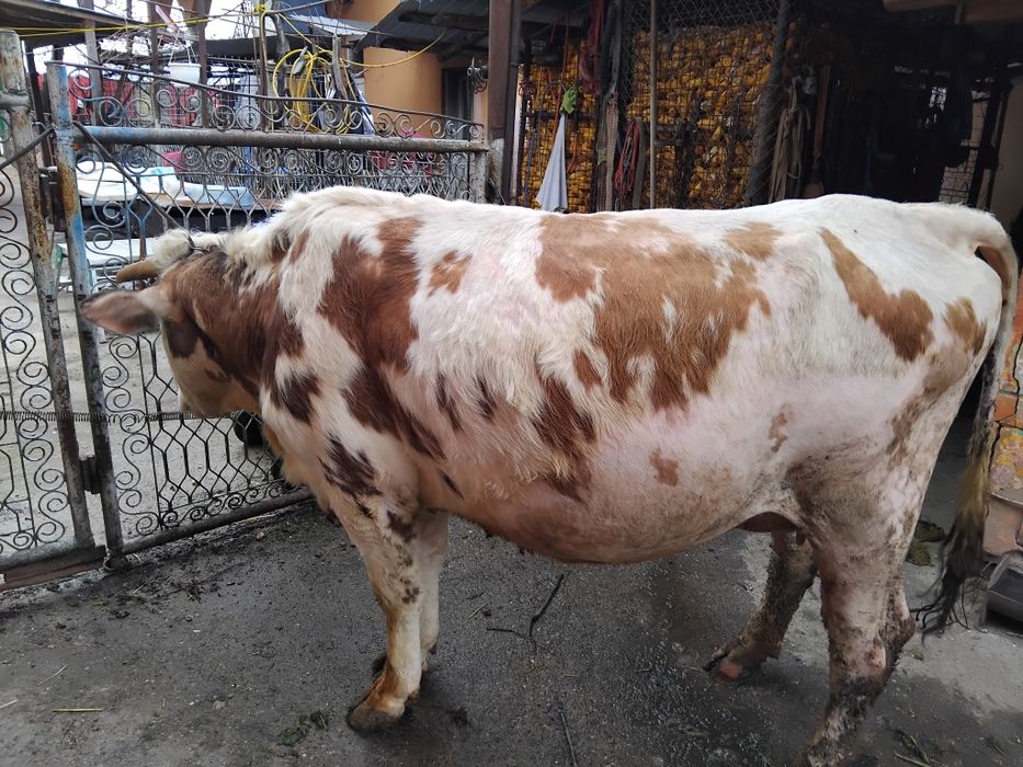 Vând vacă gestantă