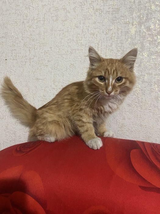 Отдам котенка мальчик