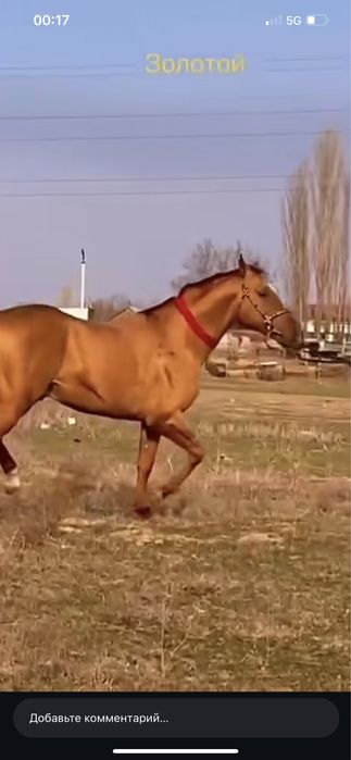 Дончак айгыр кокпар уйырге