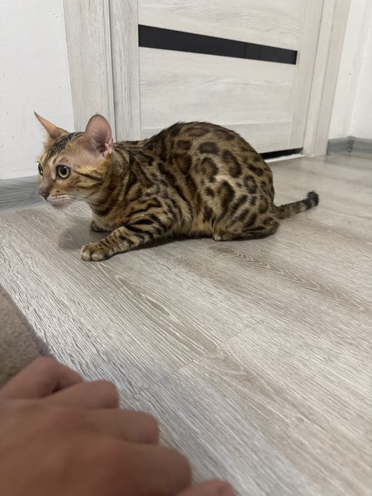 Bengal продается девочка