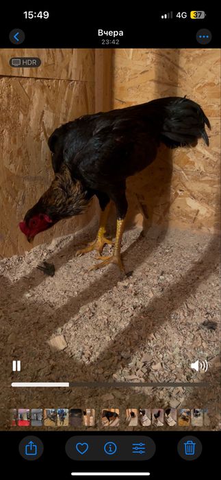 Ганой+Шамо дакан петух