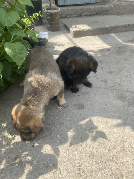 Щенки в добрые руки