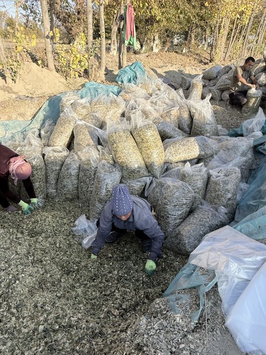 Silos donli yaguar kamayinda urilgan