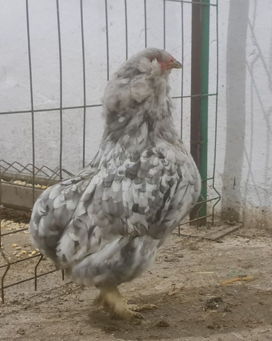 Vând puisori Araucana Australorp si de Casa.Trimit în tara!