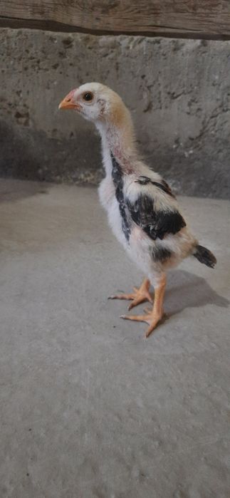 O shamo jo'jalar sotiladi