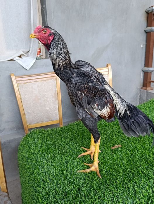 Dakan xoroz sotiladi