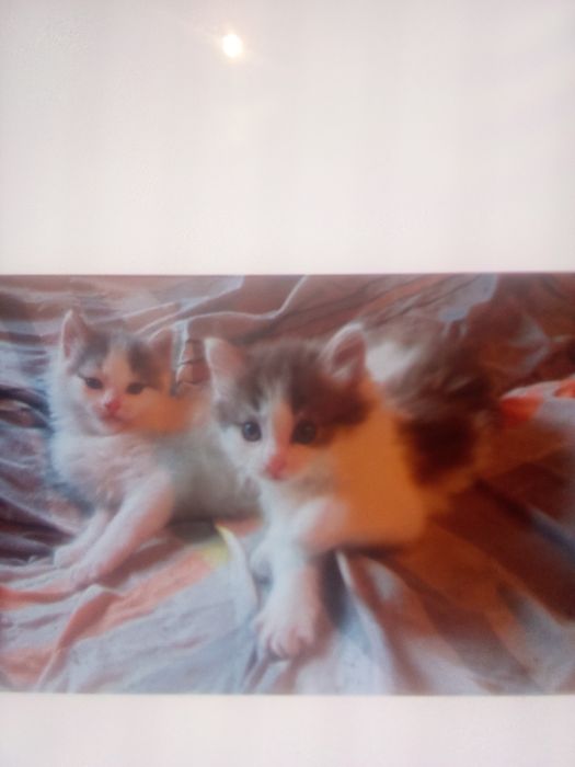 Отдам котят в нужные руки