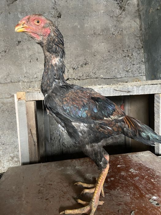 Продается дакан джужя