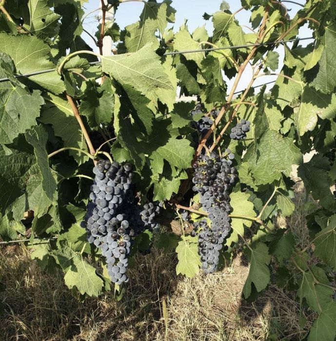 Struguri de vin (Feteasca regala, Ottonel, Merlot, Sovinion
