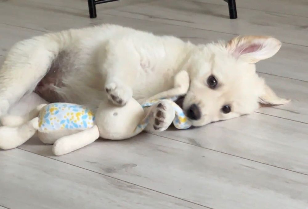 Adopție pui golden retriever