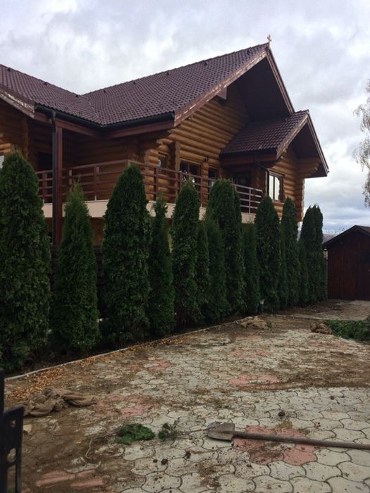 Tuia Smaragd Piramidos/Leylandi !Imagini cu lucrari personale!!!