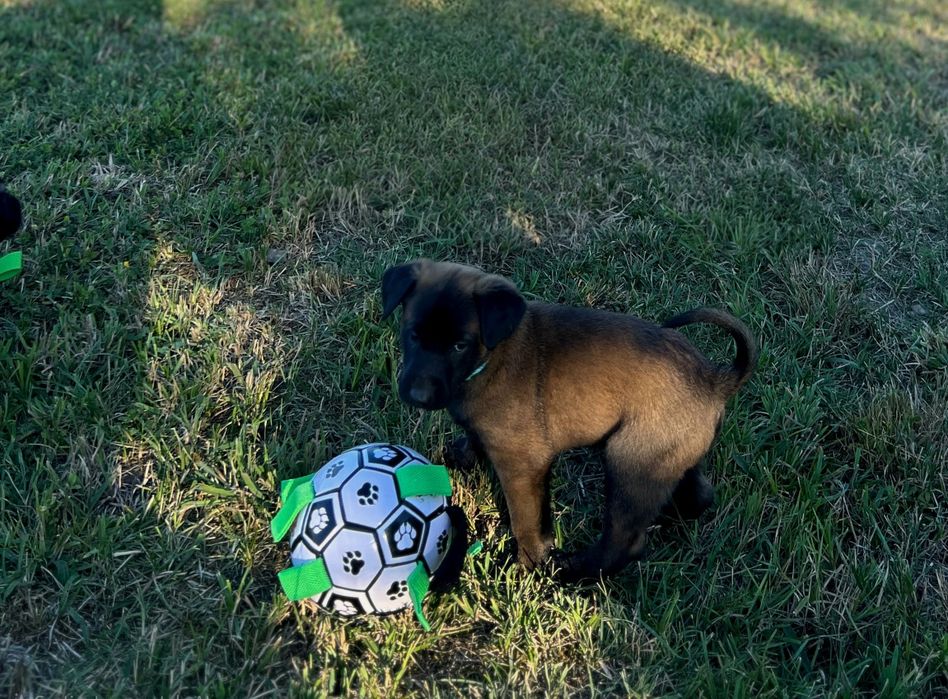 Ciobănesc belgian malinois cu pedigree