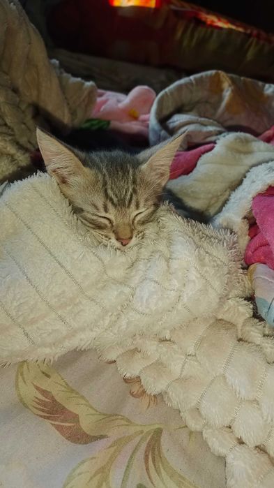 Отдам котёнка. Котята. Даром