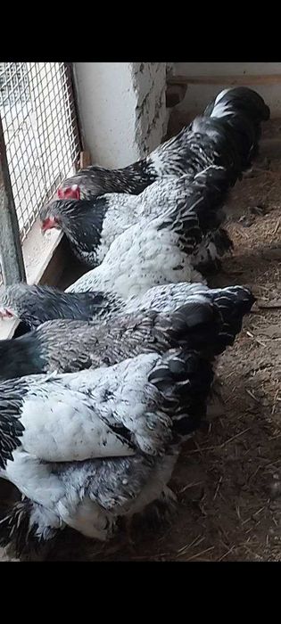 Brama                .