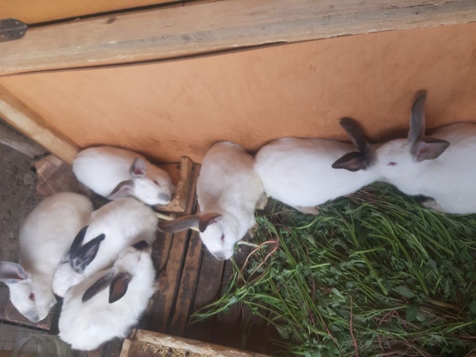 Продам кролика самец