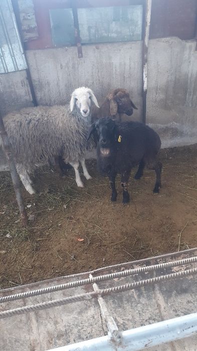 Қой сатылыды семіз тоқты