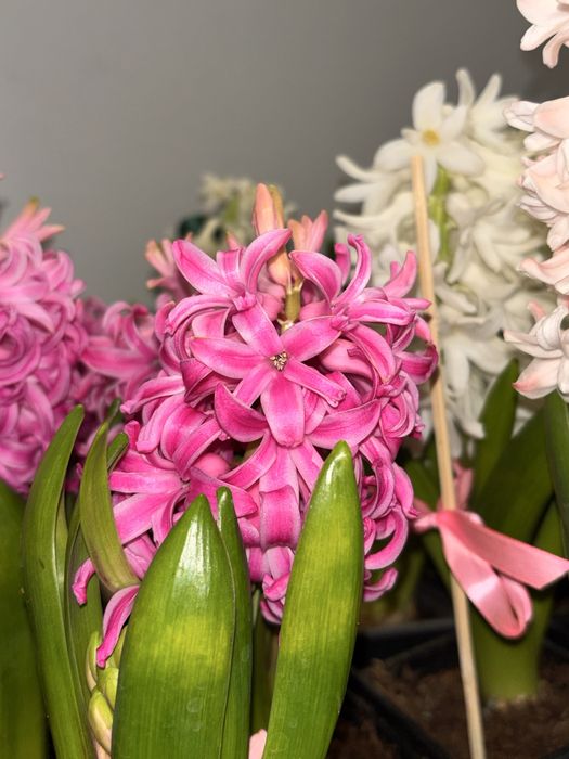 Гиацинты в горшках