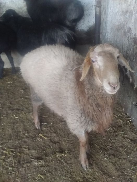 Кучкор соитилади