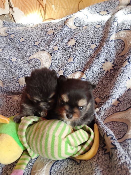 Шпици. Щенки бронь