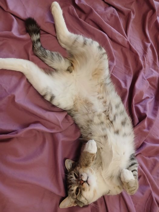 Отдам котика в добрые руки