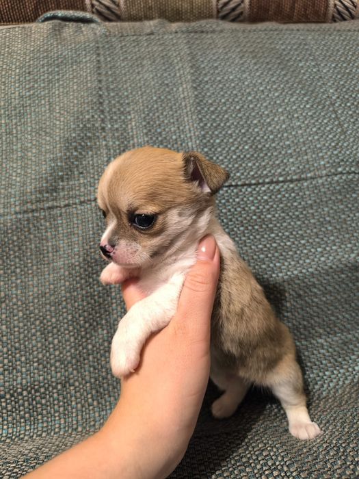 Мальчик чихуахуа