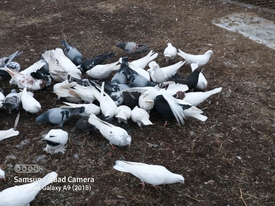 Продам голубей разных мастей