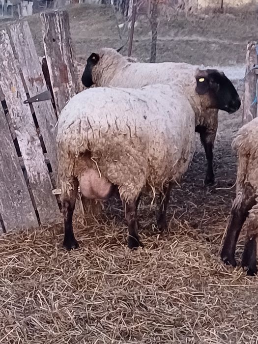 Oi suffolk de vanzare