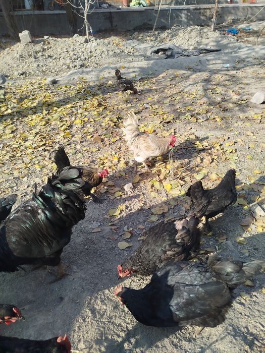 Qora shaxzoda va yaponcha sotiladi