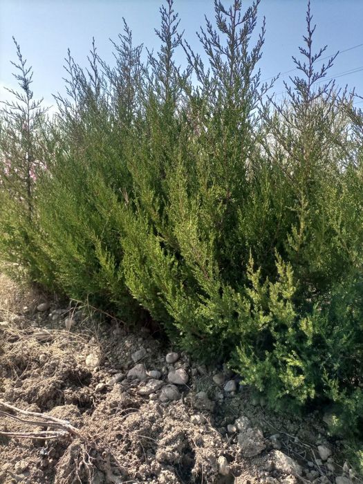 Арчалар хлма хил турдаги ва хлма хил размердаги