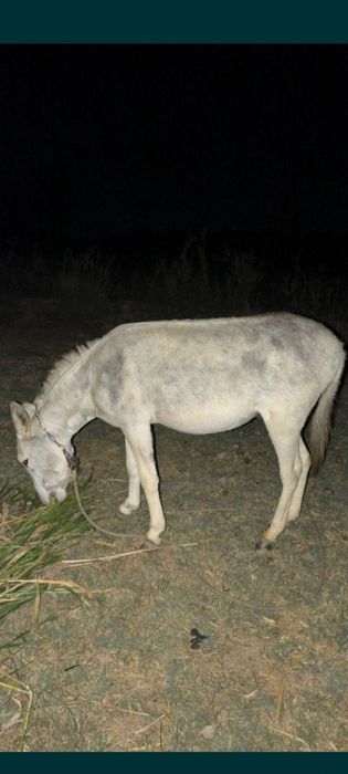 Toliq eshakni sikayotganimning surati