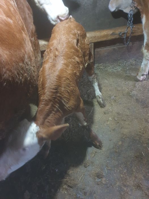 Vând vitea doua săptămâni, cu acte în regula , baltata romanesca