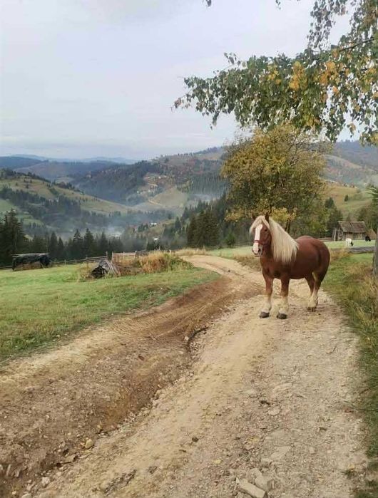 iapa semigrea de vânzare